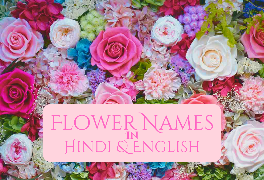 150 Flowers Name in Hindi & English with Pics | फूलों के नाम