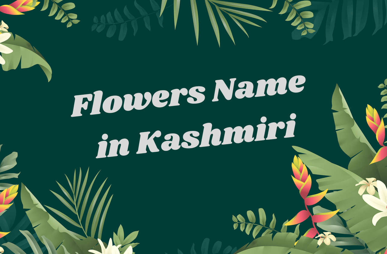 flowers name in kashmiri