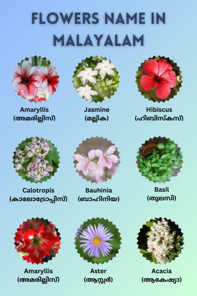 flowers name in Malayalam