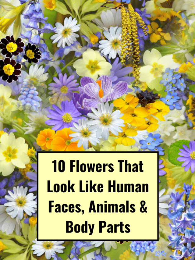 Flowers That Look Like Objects