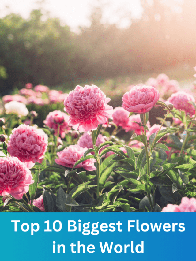 Top 10 Biggest Flowers in the World