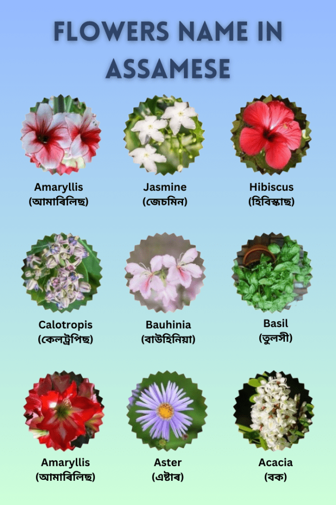 flowers name in assamese