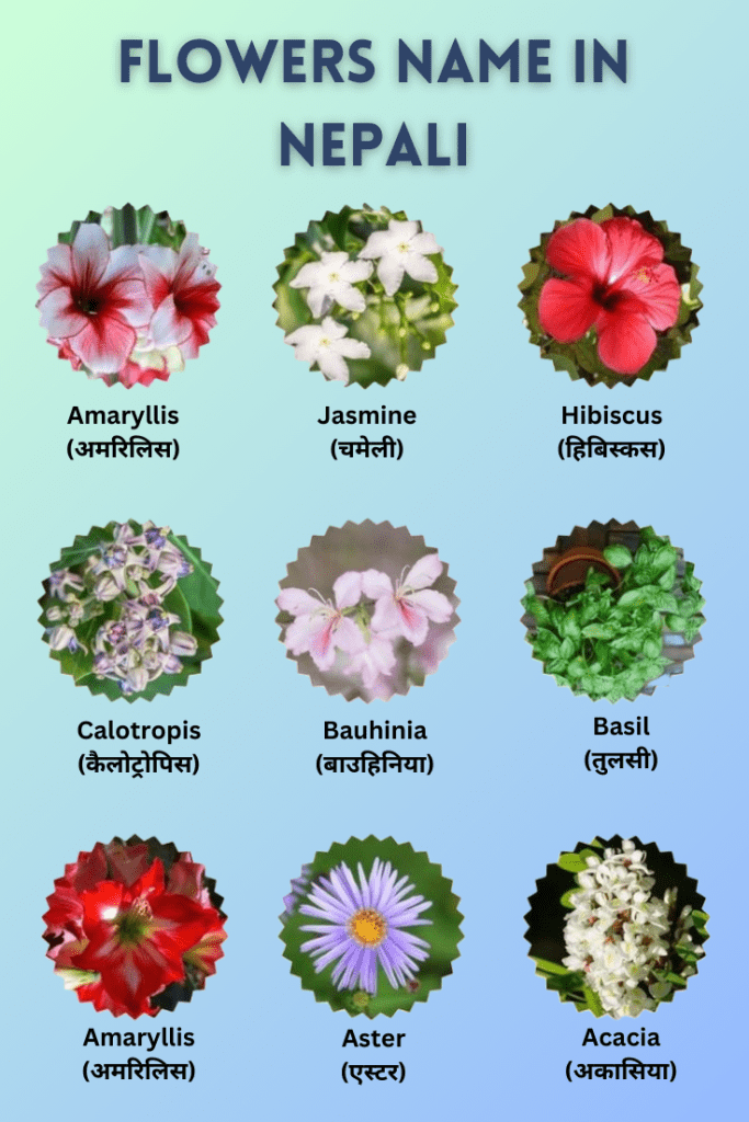 flowers name in nepali