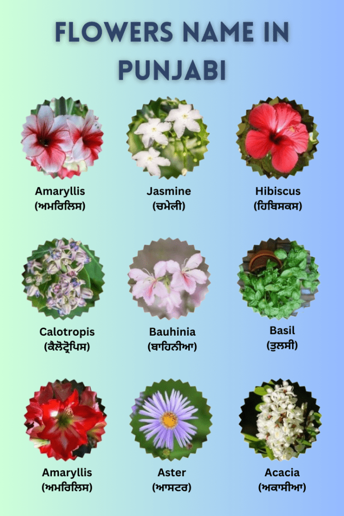 flowers name in punjabi