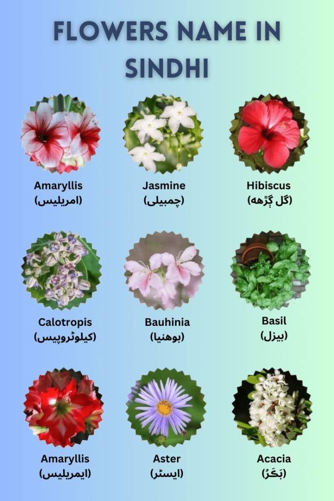 flowers name in sindhi