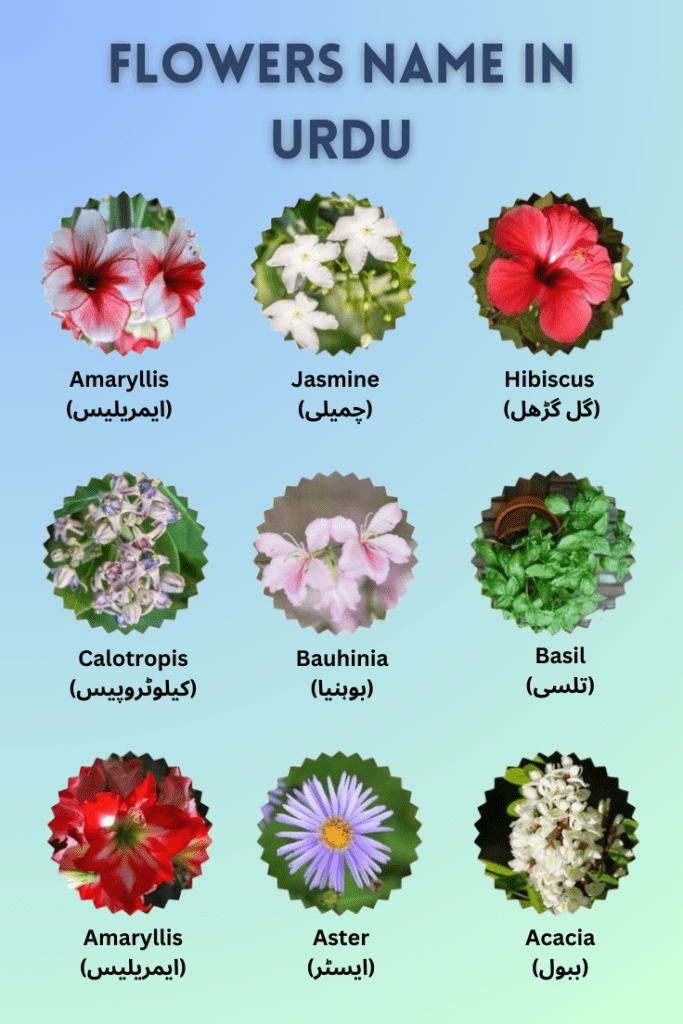 flowers name in urdu