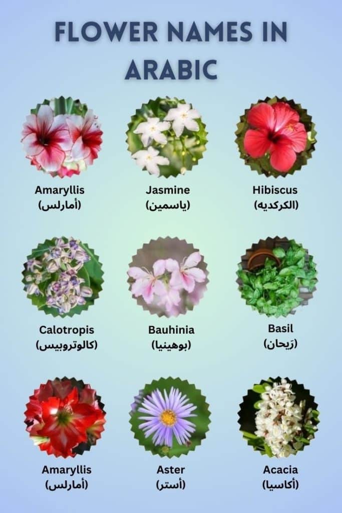 flower name in arabic