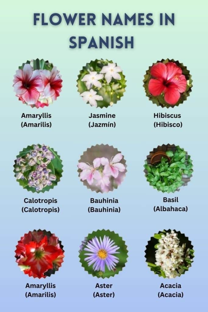 spanish flower names