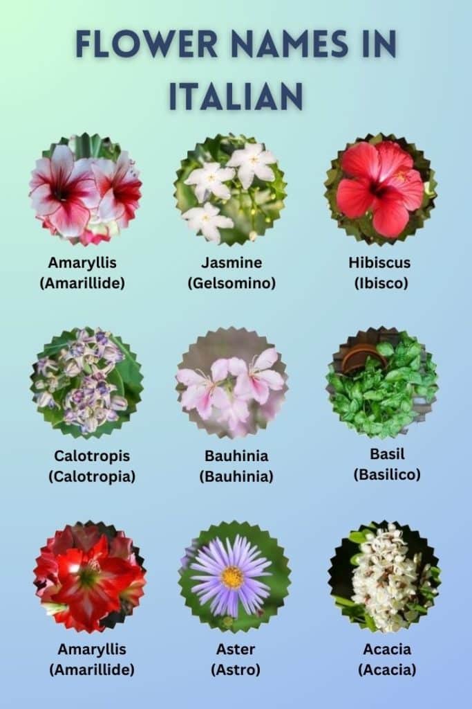 italian flower names